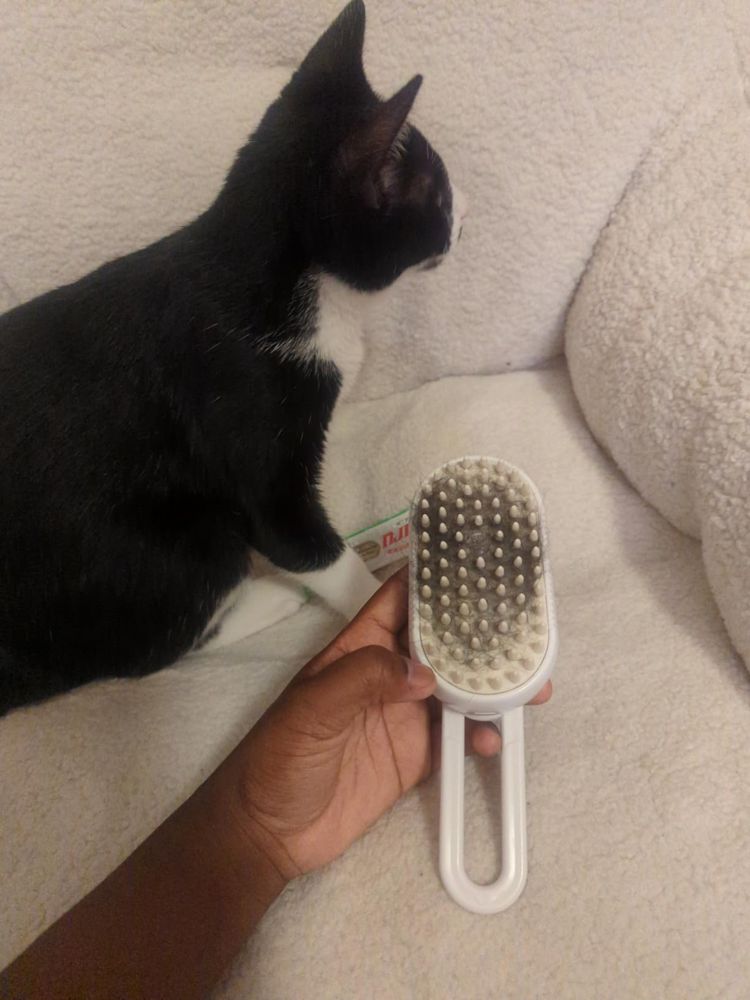 Cepillo a vapor con pelo junto a un gato