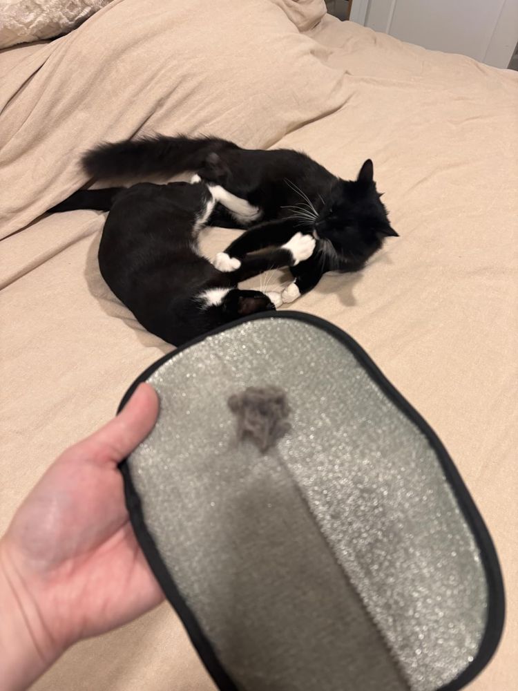 Guante con pelo de gato sobre la cama